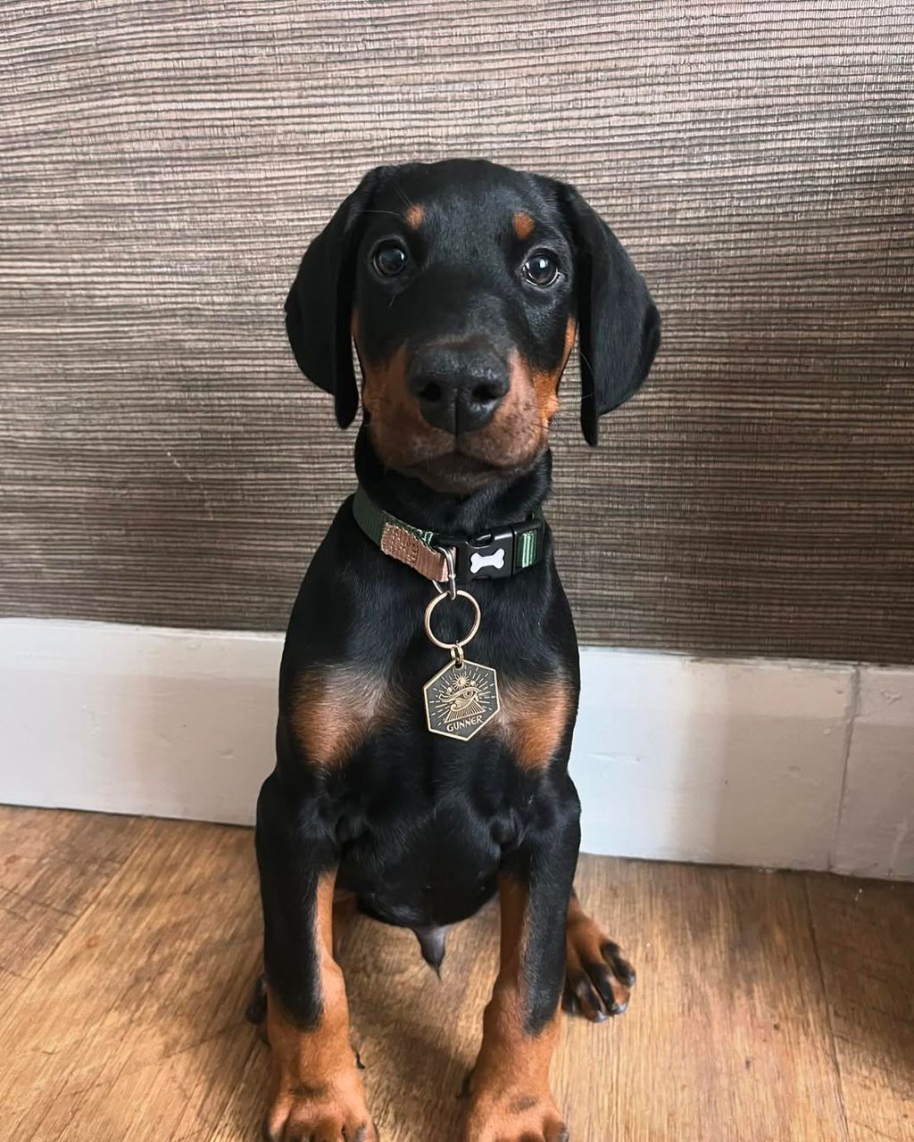 Doberman puppy Gunner