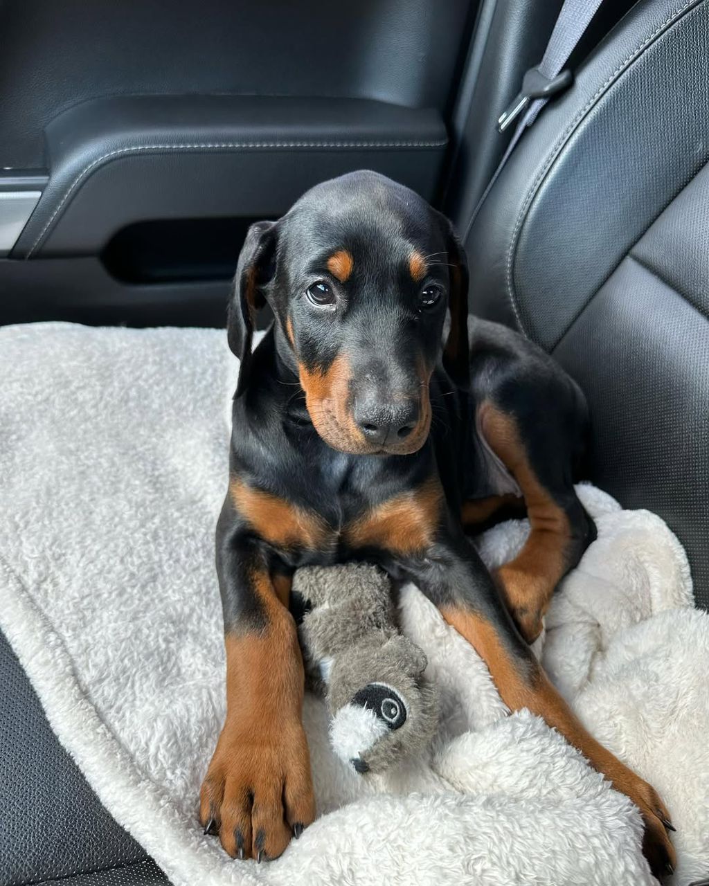 Doberman puppy Poppi