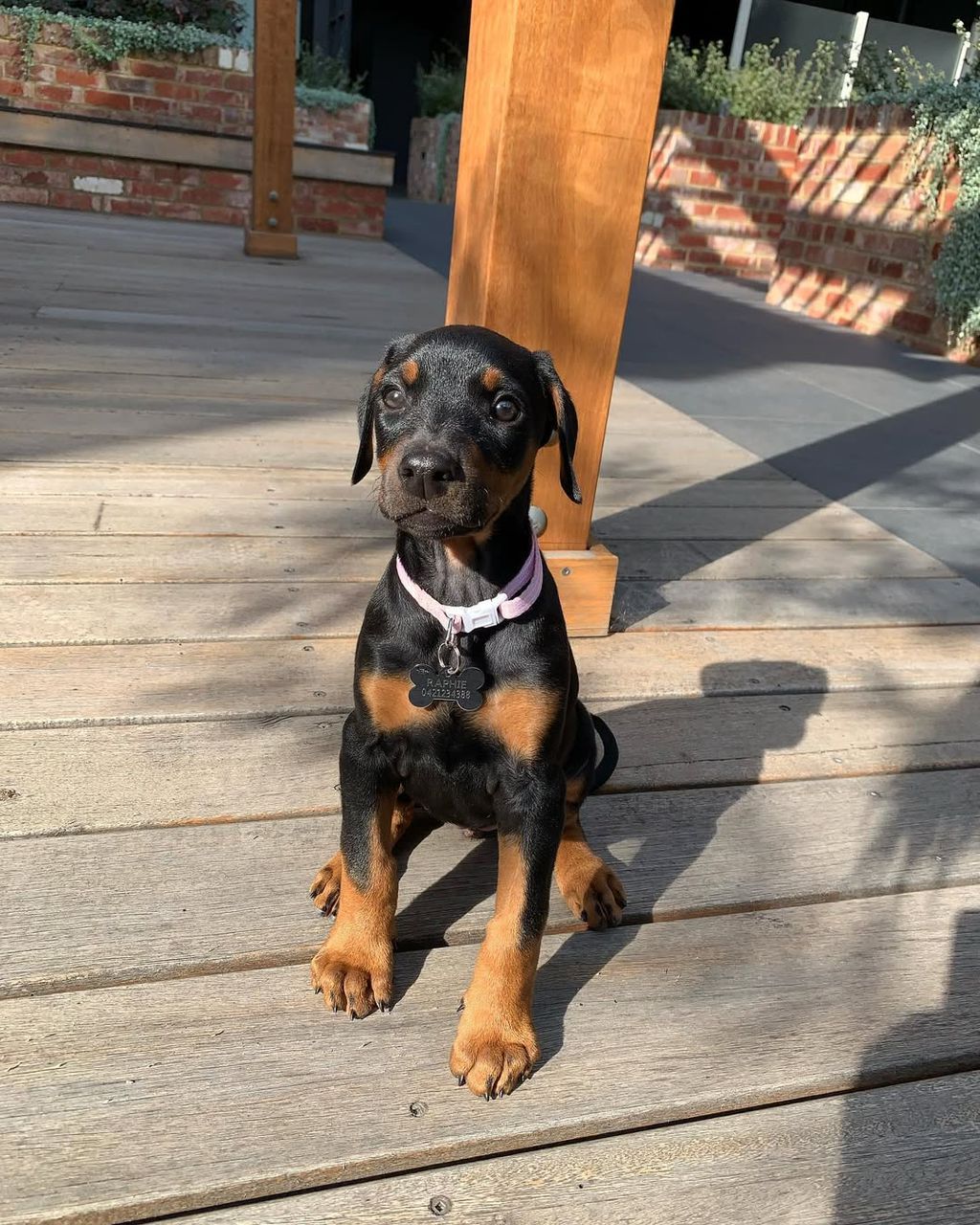 Doberman puppy Raphie