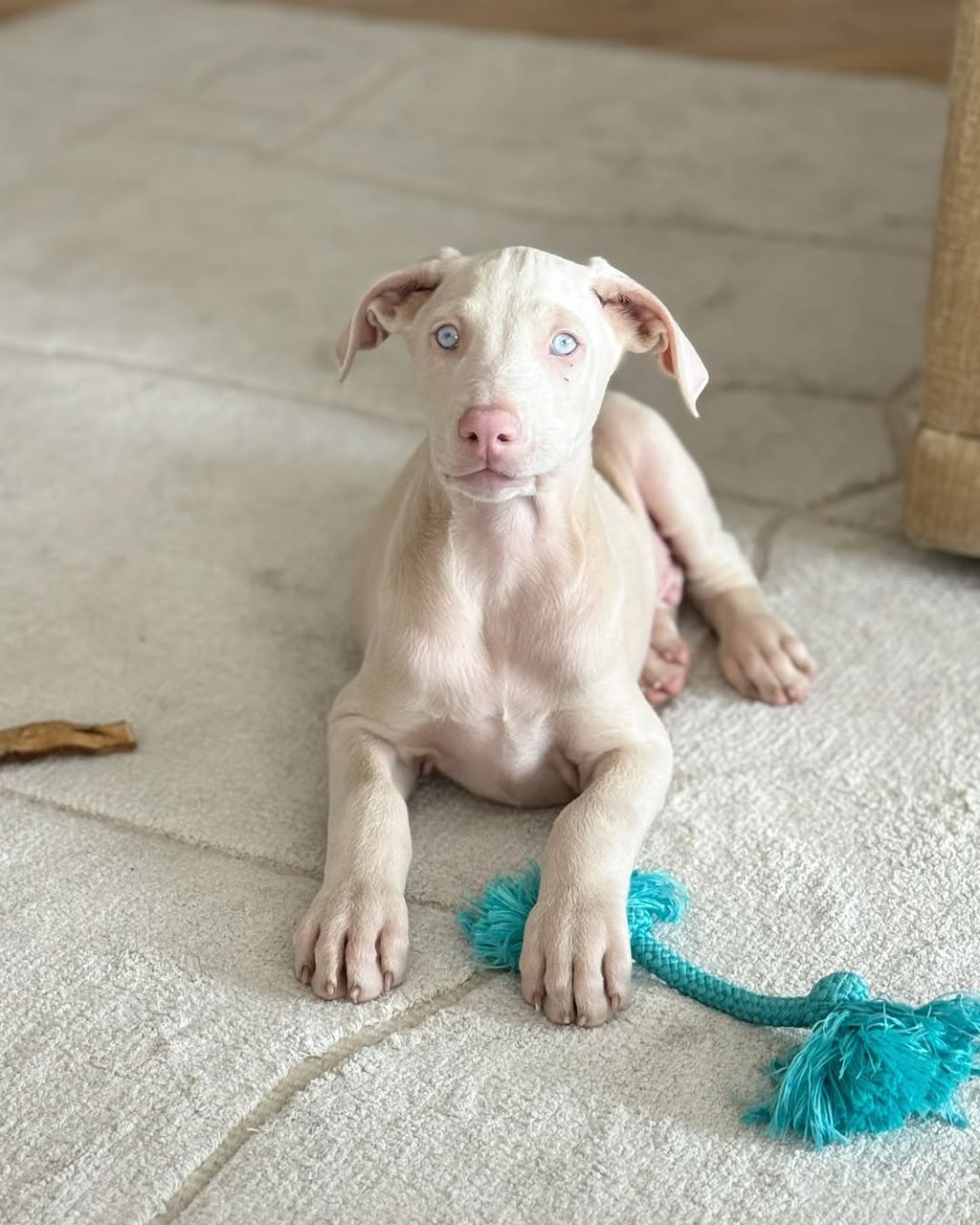 Doberman puppy Carly